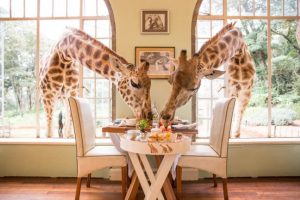 Giraffe Manor - Langata in Kenia 